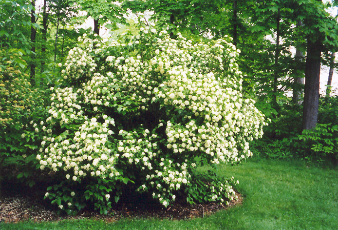 Arrowwood (Viburnum dentatum) at Kennedy's Country Gardens