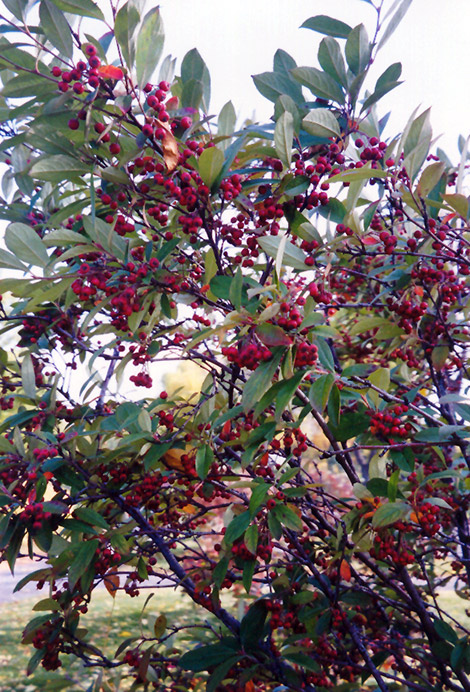 Red Chokeberry (Aronia arbutifolia) at Kennedy's Country Gardens