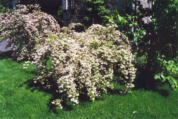 Beautybush (Kolkwitzia amabilis) at Kennedy's Country Gardens