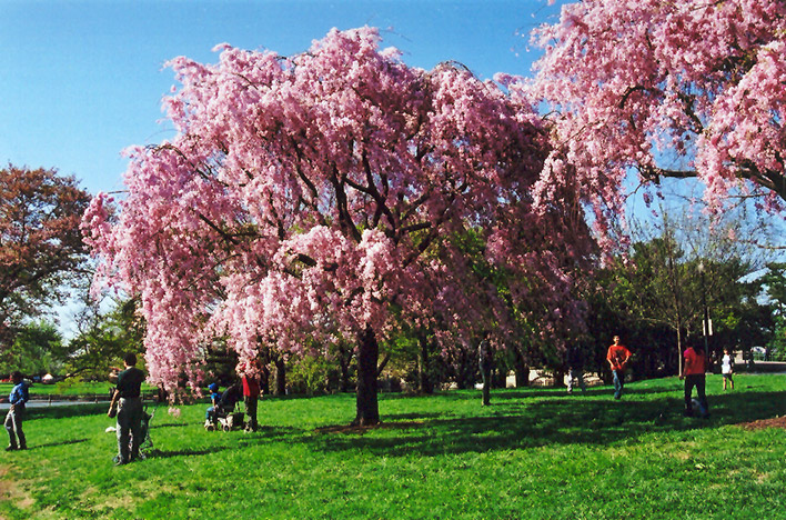 Pink Weeping Higan Cherry (Prunus subhirtella 'Pendula Rosea') at Kennedy's Country Gardens