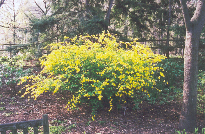 Japanese Kerria (Kerria japonica) at Kennedy's Country Gardens