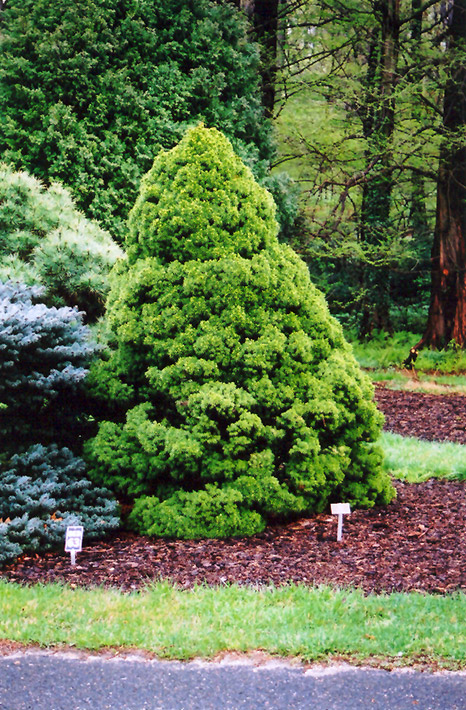 Dwarf Alberta Spruce (Picea glauca 'Conica') at Kennedy's Country Gardens