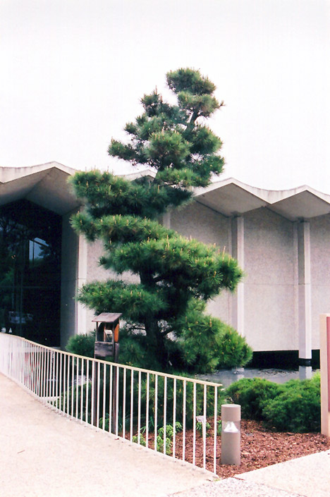 Japanese Black Pine (Pinus thunbergii) at Kennedy's Country Gardens