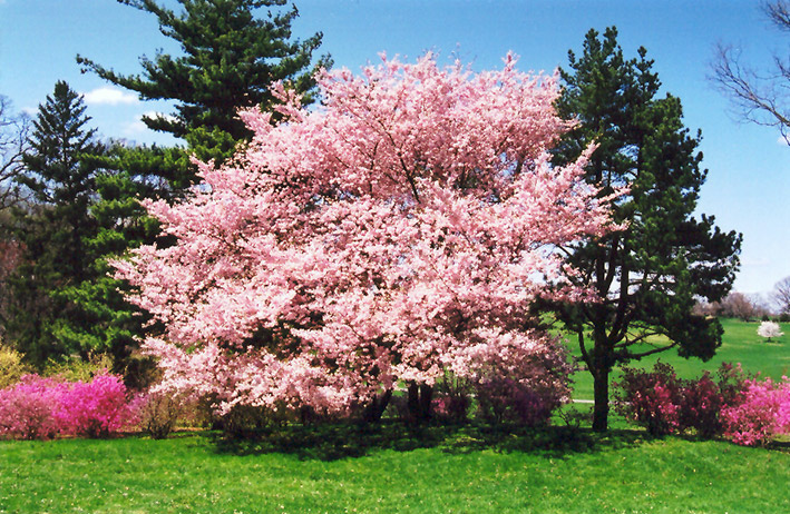 Accolade Flowering Cherry (Prunus 'Accolade') at Kennedy's Country Gardens