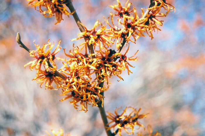 Vernal Witchhazel (Hamamelis vernalis) at Kennedy's Country Gardens