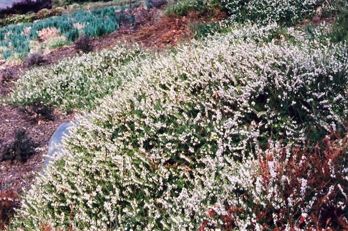 Springwood White Heath (Erica carnea 'Springwood White') at Kennedy's Country Gardens