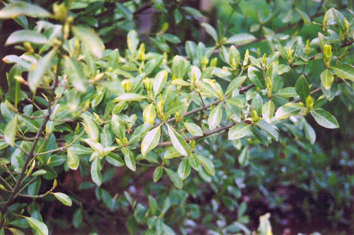 Radicans Wintercreeper (Euonymus fortunei 'Radicans') at Kennedy's Country Gardens