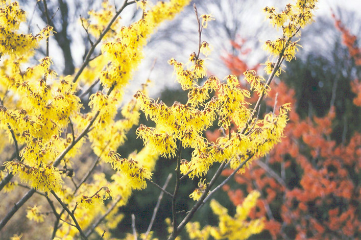 Arnold Promise Witchhazel (Hamamelis x intermedia 'Arnold Promise') at Kennedy's Country Gardens