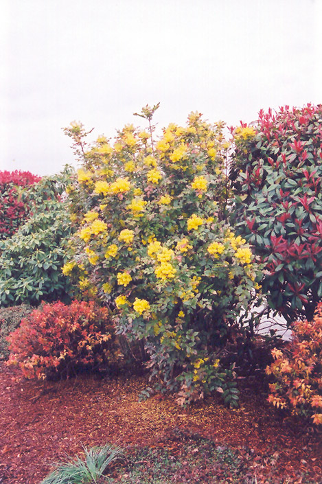 Oregon Grape (Mahonia aquifolium) at Kennedy's Country Gardens