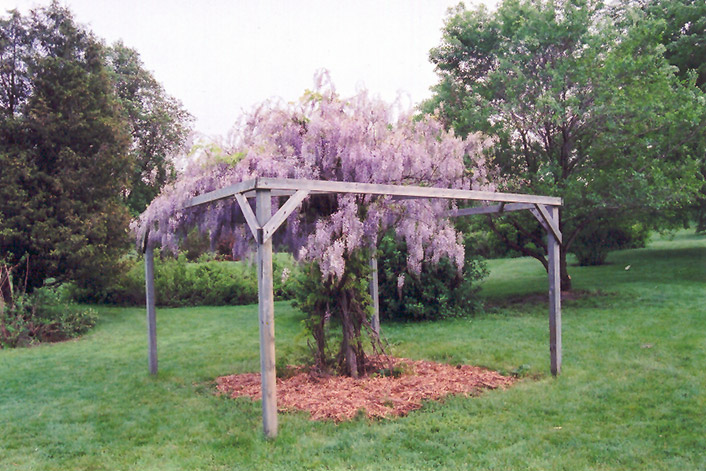 Aunt Dee Wisteria (Wisteria macrostachya 'Aunt Dee') at Kennedy's Country Gardens