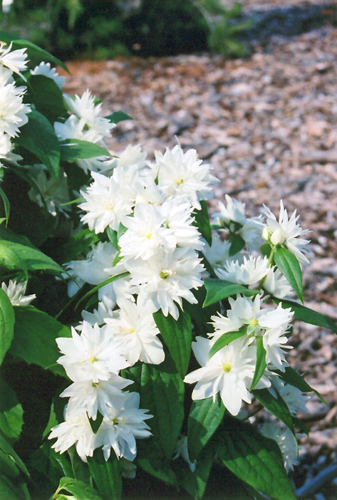 Minnesota Snowflake Mockorange (Philadelphus x virginalis 'Minnesota Snowflake') at Kennedy's Country Gardens