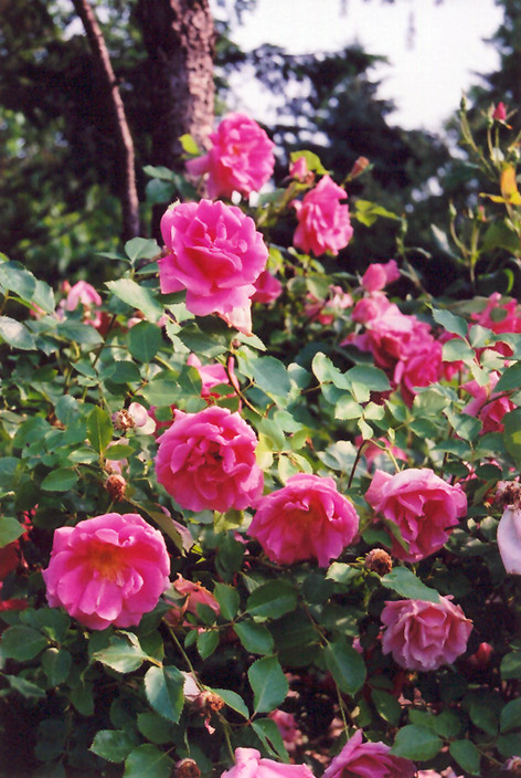 Carefree Beauty Rose (Rosa 'Carefree Beauty') at Kennedy's Country Gardens