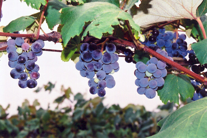 Concord Grape (Vitis 'Concord') at Kennedy's Country Gardens