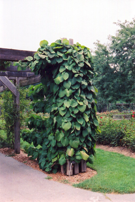 Dutchman's Pipe (Aristolochia macrophylla) at Kennedy's Country Gardens