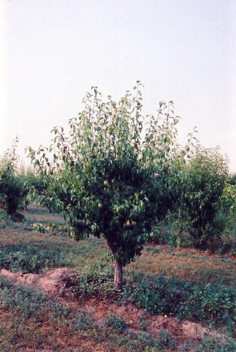 Anjou Pear (Pyrus communis 'Anjou') at Kennedy's Country Gardens