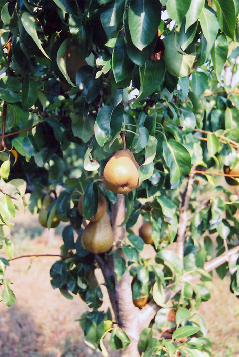 Bosc Pear (Pyrus communis 'Beurre Bosc') at Kennedy's Country Gardens