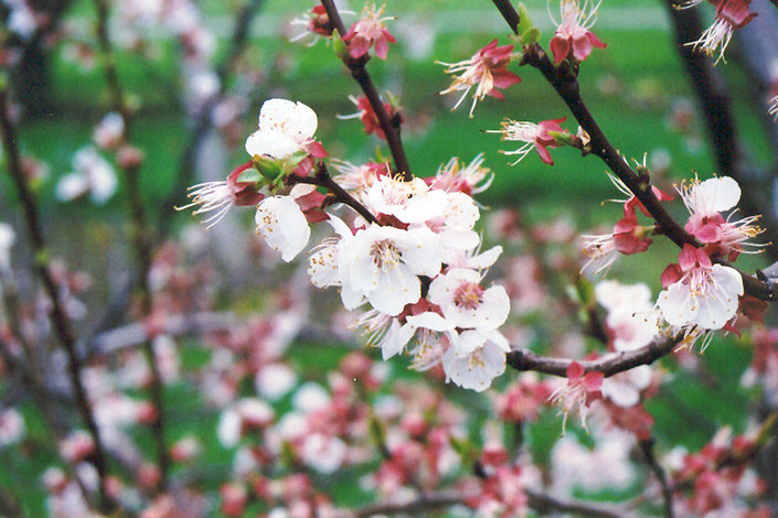 Harcot Apricot (Prunus armeniaca 'Harcot') at Kennedy's Country Gardens