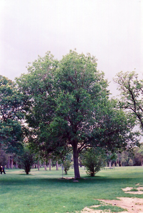 Common Mulberry (Morus alba) at Kennedy's Country Gardens