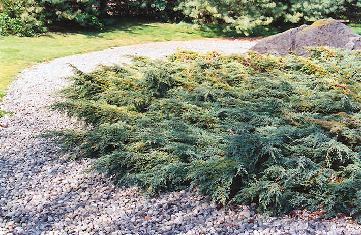Holger Juniper (Juniperus squamata 'Holger') at Kennedy's Country Gardens