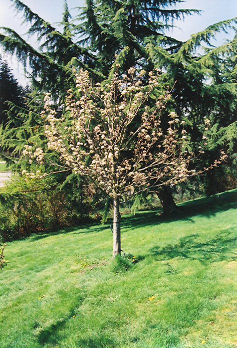Stella Cherry (Prunus avium 'Stella') at Kennedy's Country Gardens
