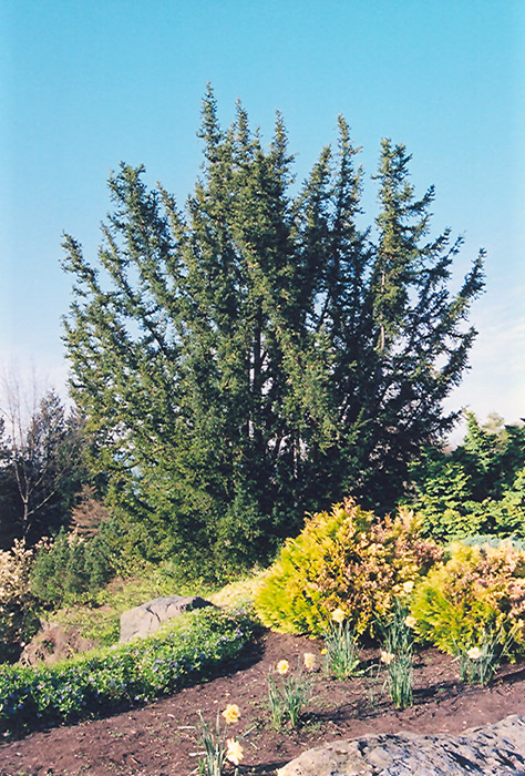 English Yew (Taxus baccata) at Kennedy's Country Gardens