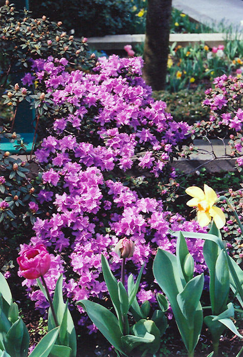 Ramapo Rhododendron (Rhododendron 'Ramapo') at Kennedy's Country Gardens