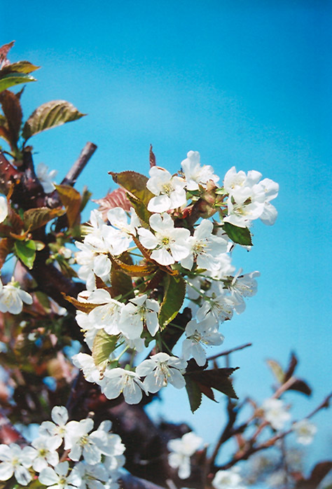 Bing Cherry (Prunus avium 'Bing') at Kennedy's Country Gardens