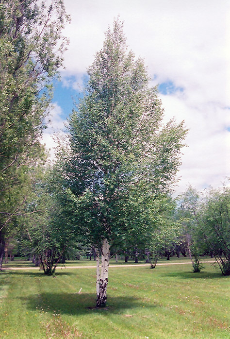 European Birch (Betula pendula) at Kennedy's Country Gardens