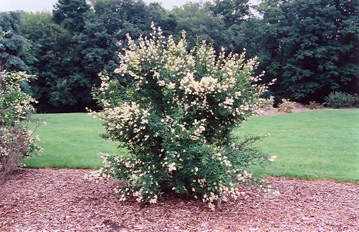 Cheyenne Common Privet (Ligustrum vulgare 'Cheyenne') at Kennedy's Country Gardens