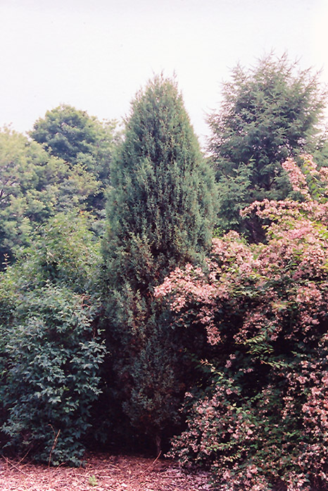 Gray Gleam Juniper (Juniperus scopulorum 'Gray Gleam') at Kennedy's Country Gardens