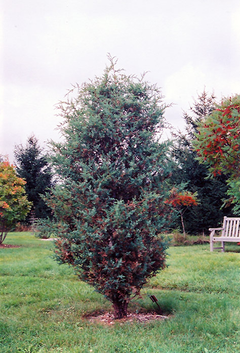 Chinese Juniper (Juniperus chinensis) at Kennedy's Country Gardens