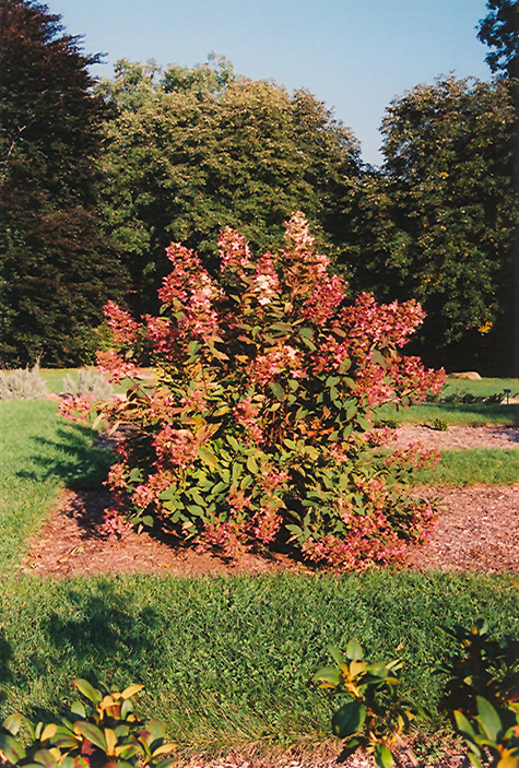 Tardiva Hydrangea (Hydrangea paniculata 'Tardiva') at Kennedy's Country Gardens