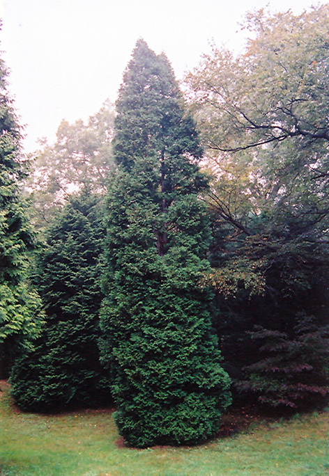 Hetz Wintergreen Arborvitae (Thuja occidentalis 'Hetz Wintergreen') at Kennedy's Country Gardens