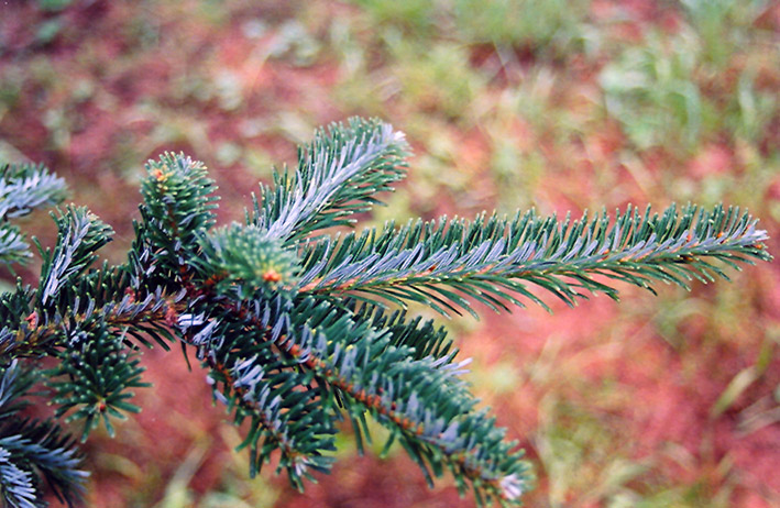 Fraser Fir (Abies fraseri) at Kennedy's Country Gardens