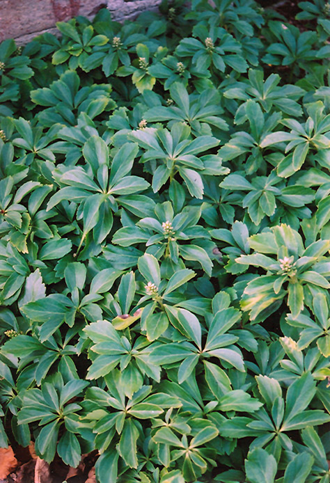 Japanese Spurge (Pachysandra terminalis) at Kennedy's Country Gardens