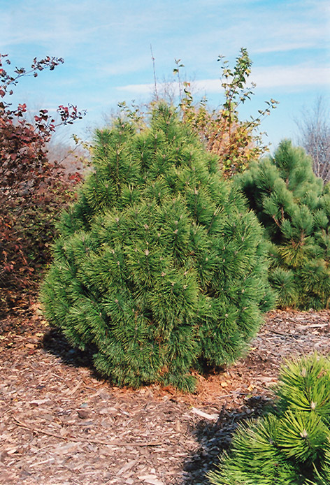 Big Tuna Mugo Pine (Pinus mugo 'Big Tuna') at Kennedy's Country Gardens