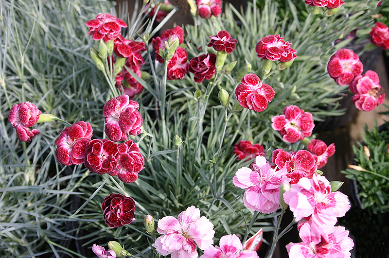 Rosish One Pinks (Dianthus 'Rosish One') at Kennedy's Country Gardens