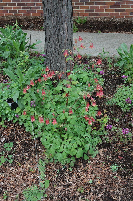 Wild Red Columbine (Aquilegia canadensis) at Kennedy's Country Gardens