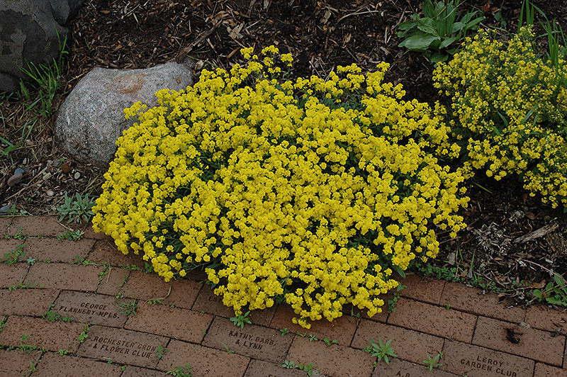 Gold Dust Basket Of Gold (Aurinia saxatilis 'Compacta') at Kennedy's Country Gardens