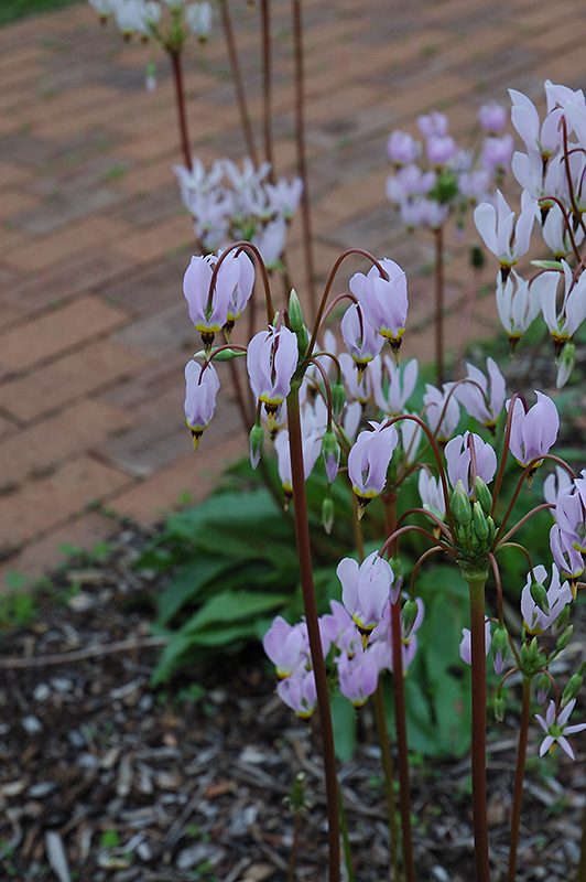 Shooting Star (Dodecatheon meadia) at Kennedy's Country Gardens