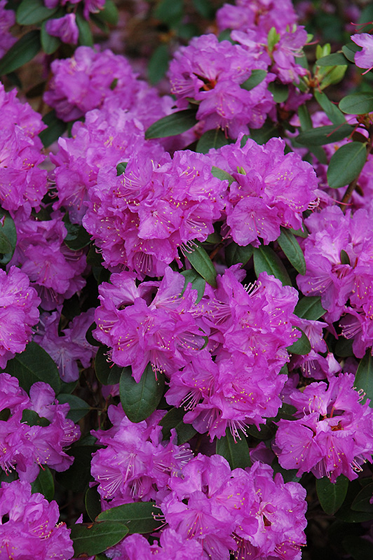 Compact P.J.M. Rhododendron (Rhododendron 'P.J.M. Compact') at Kennedy's Country Gardens