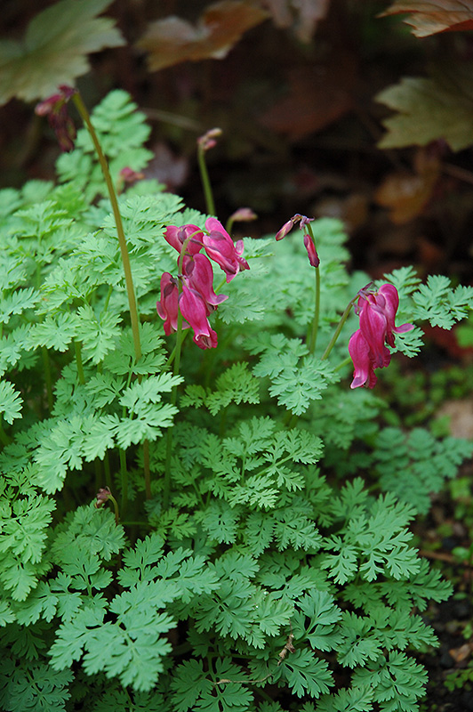 King of Hearts Bleeding Heart (Dicentra 'King of Hearts') at Kennedy's Country Gardens