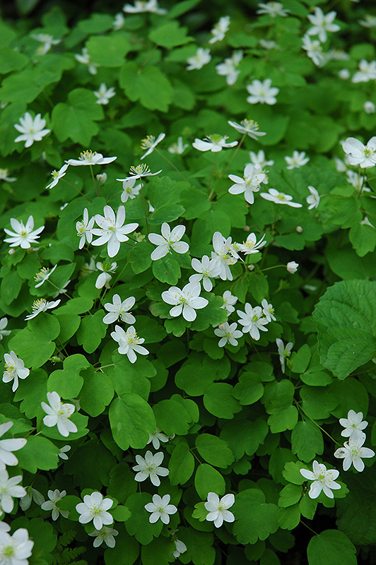 Rue Anemone (Anemonella thalictroides) at Kennedy's Country Gardens