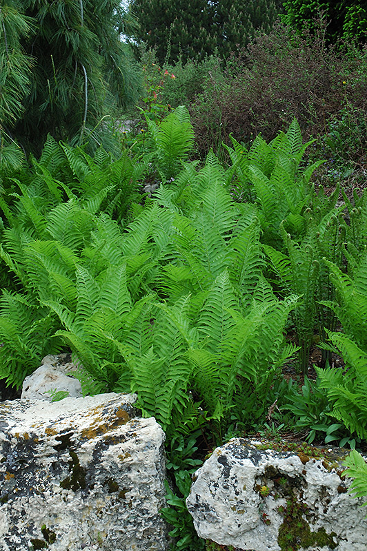 Ostrich Fern (Matteuccia struthiopteris) at Kennedy's Country Gardens