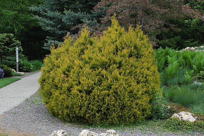 Rheingold Arborvitae (Thuja occidentalis 'Rheingold') at Kennedy's Country Gardens
