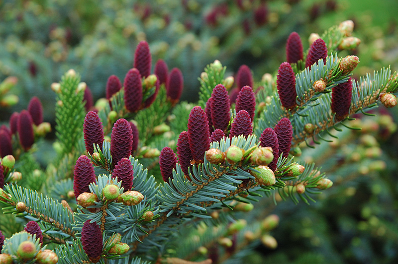Red Cone Spruce (Picea abies 'Acrocona') at Kennedy's Country Gardens