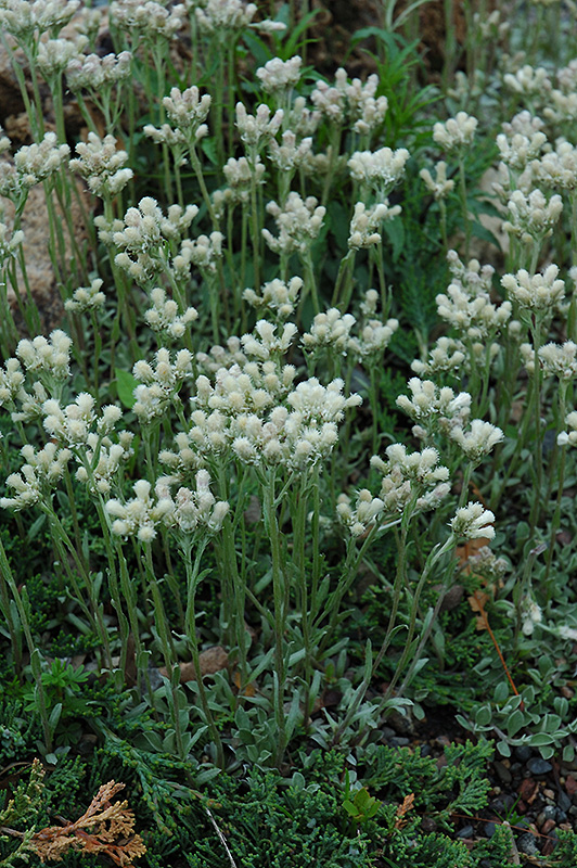 Pussytoes (Antennaria dioica) at Kennedy's Country Gardens