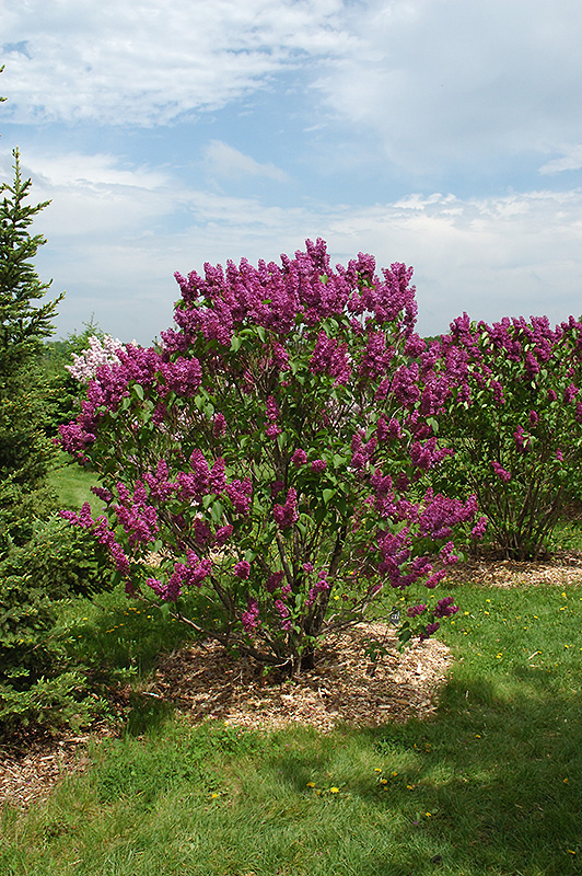 Ludwig Spaeth Lilac (Syringa vulgaris 'Ludwig Spaeth') at Kennedy's Country Gardens