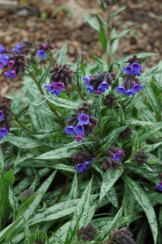 Cevennensis Lungwort (Pulmonaria longifolia 'Cevennensis') at Kennedy's Country Gardens