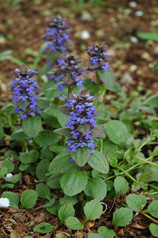 Caitlin's Giant Bugleweed (Ajuga reptans 'Caitlin's Giant') at Kennedy's Country Gardens
